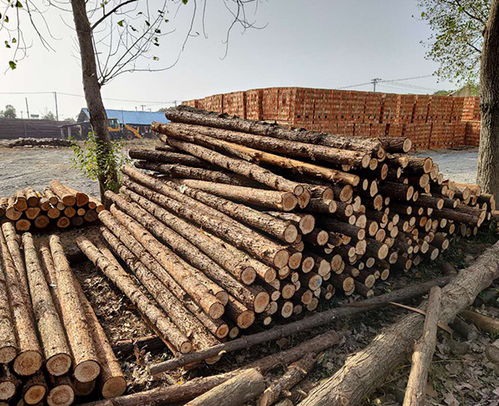 南京云森駁岸木樁、防汛杉木樁、連云港杉木樁與家具應用