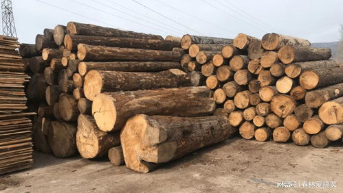 法國林業補貼背后的生態悖論 應對樹皮甲蟲危機，砍伐還是保護？